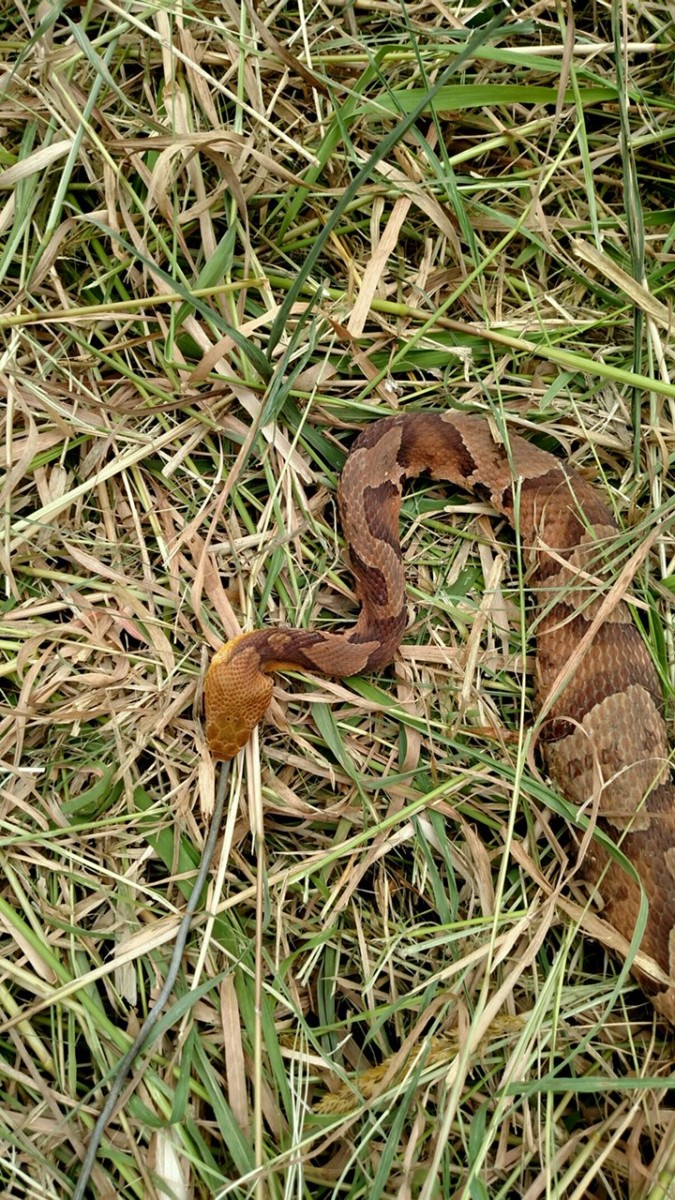 Better make sure that copperhead is dead … | The Monroe Sun