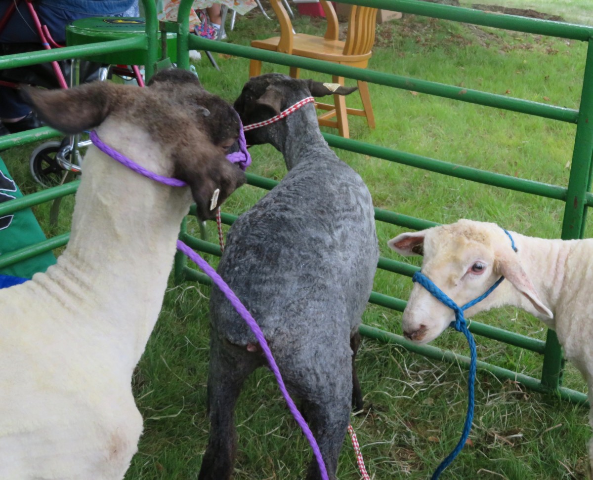 Lambs at the Ag Fair