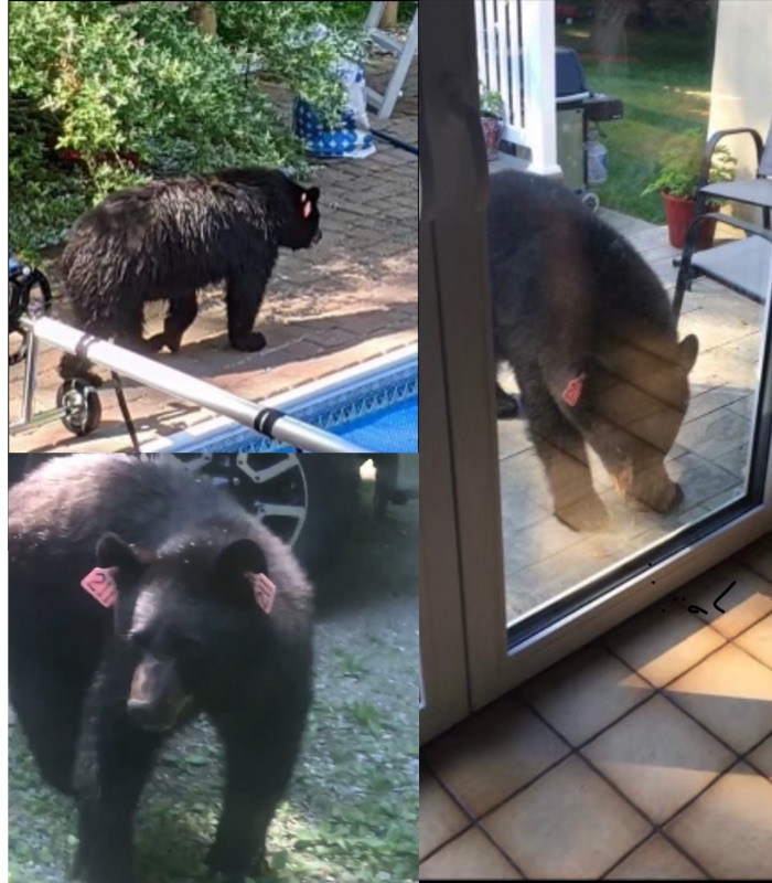 CT bear encounters on the rise: What to do if you see a bear